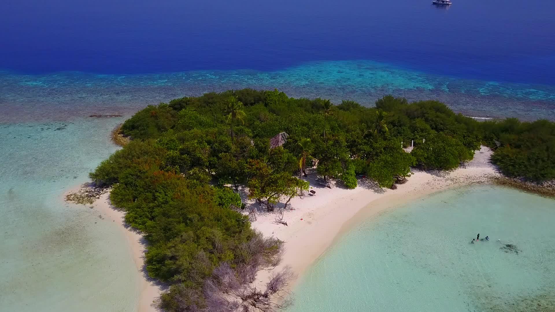 蓝色浅滩野生生物位于度假胜地附近的蓝环礁湖和白沙背景下视频的预览图