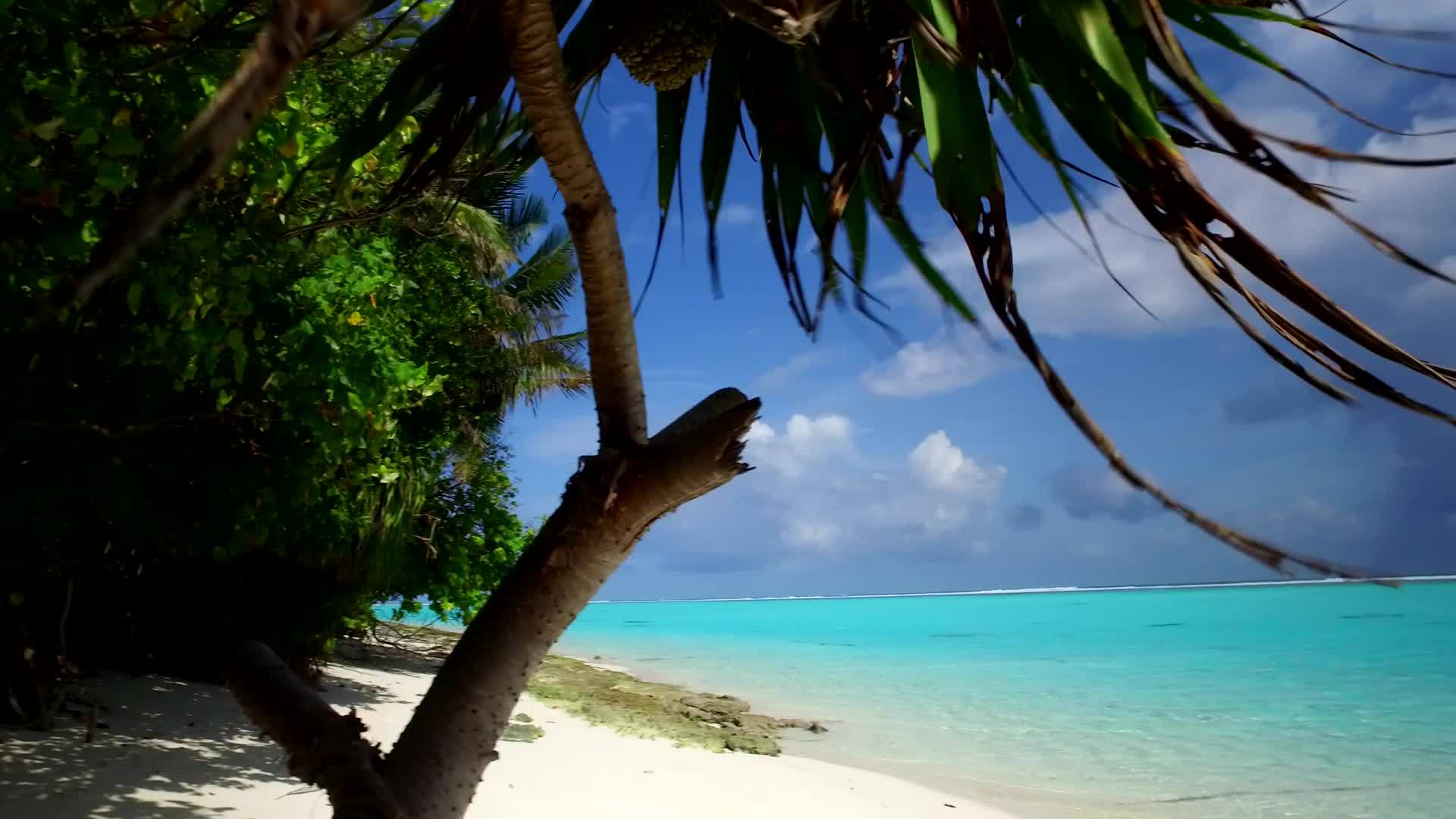 美丽的海岸海滩假日和棕榈树背景下的蓝色水和棕榈视频的预览图