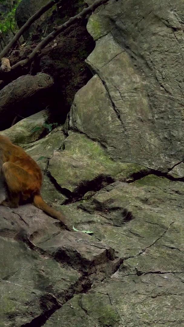 贵州省黔灵山公园野生猴群视频的预览图