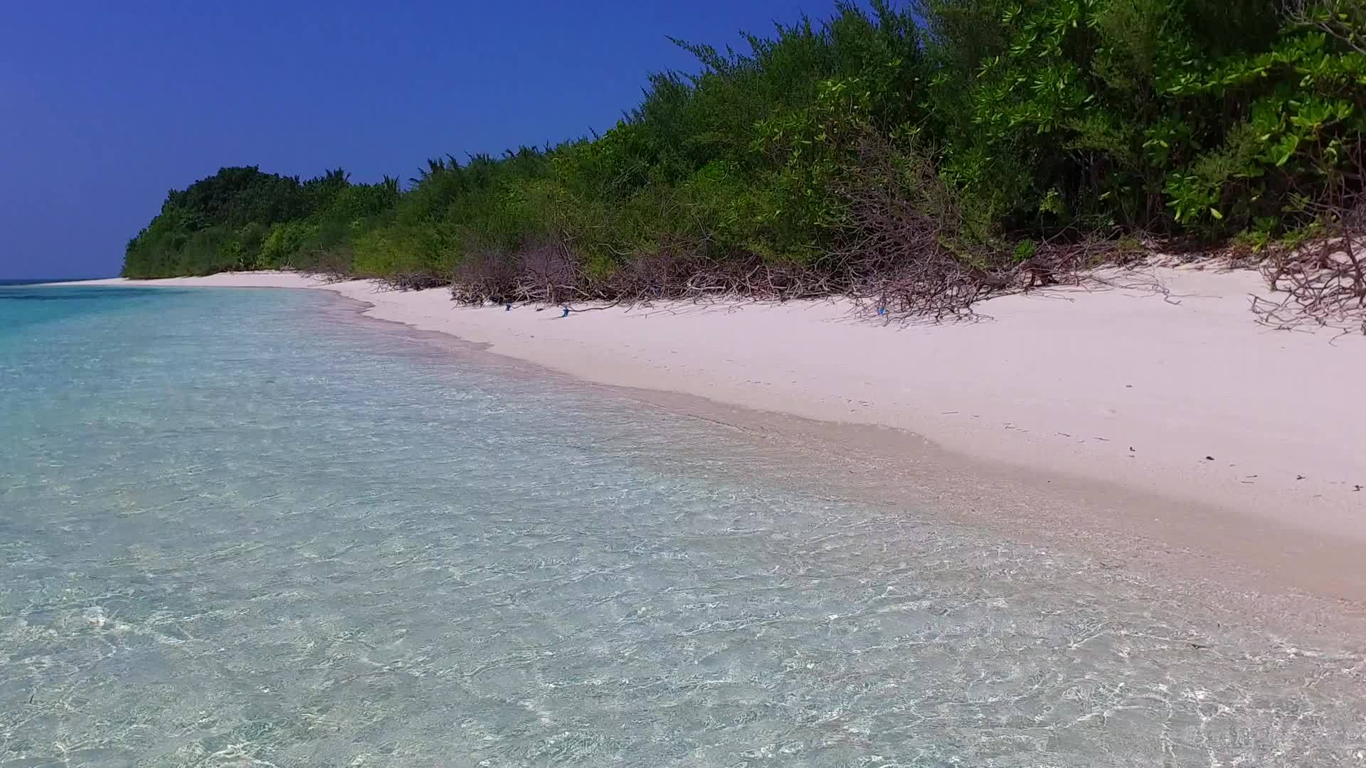 宁静度假胜地海滩野生动物日间旅行视频的预览图