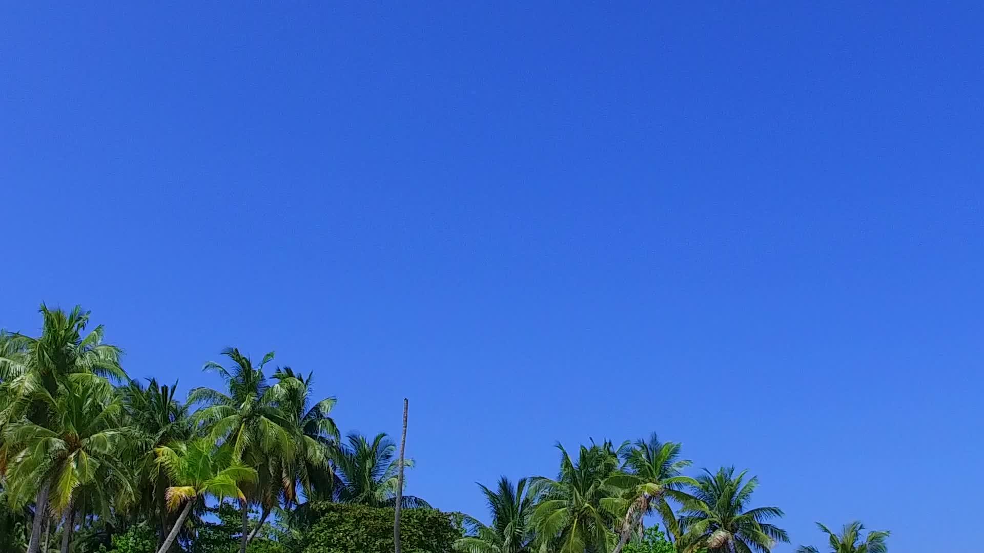 蓝蓝海和棕榈树附近的海滨海滩上航行的温暖背景视频的预览图