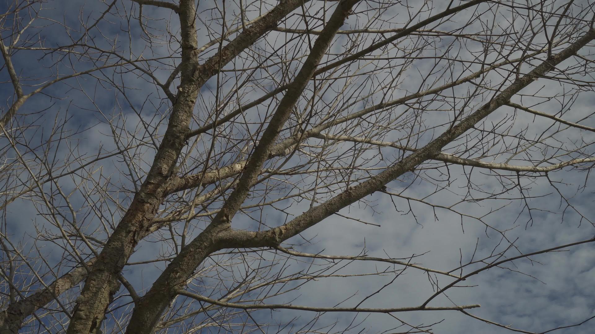 仰望阳光明媚的白天明亮的树木视频的预览图