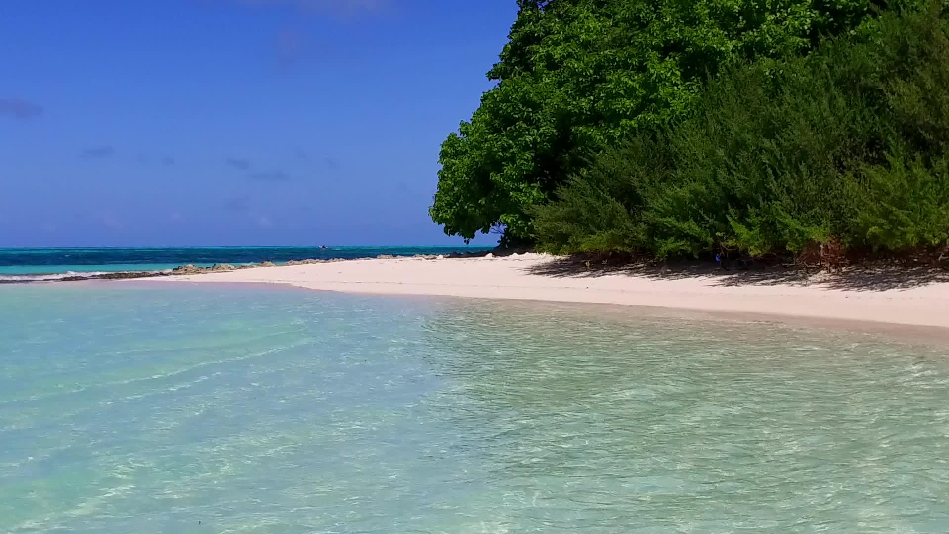 海滩上的野生游客野生生物在海边有一个白色的沙底背景视频的预览图