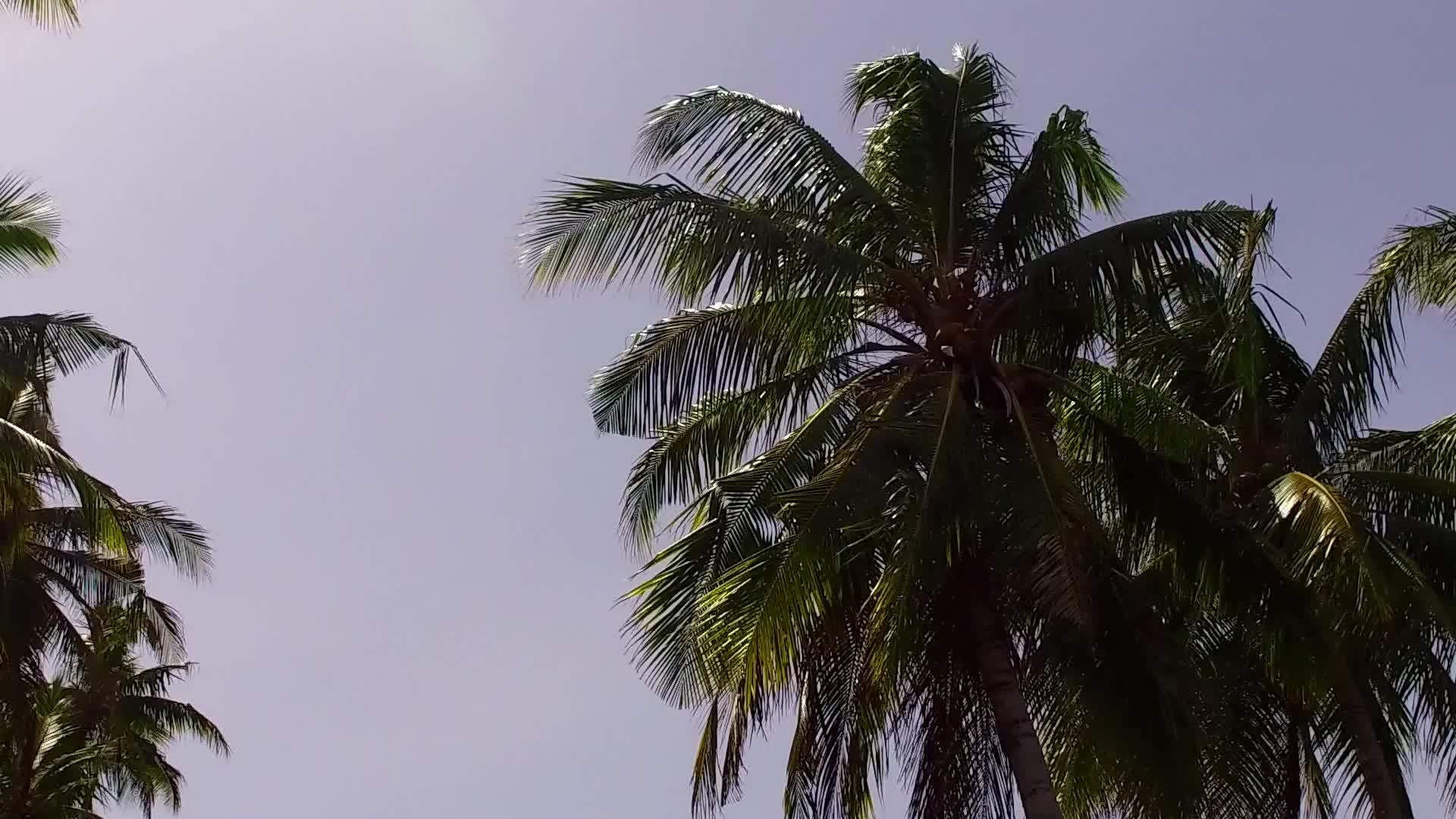 棕榈树附近有一个白色海滩背景的浅海明天阳光明媚的海湾海滩视频的预览图