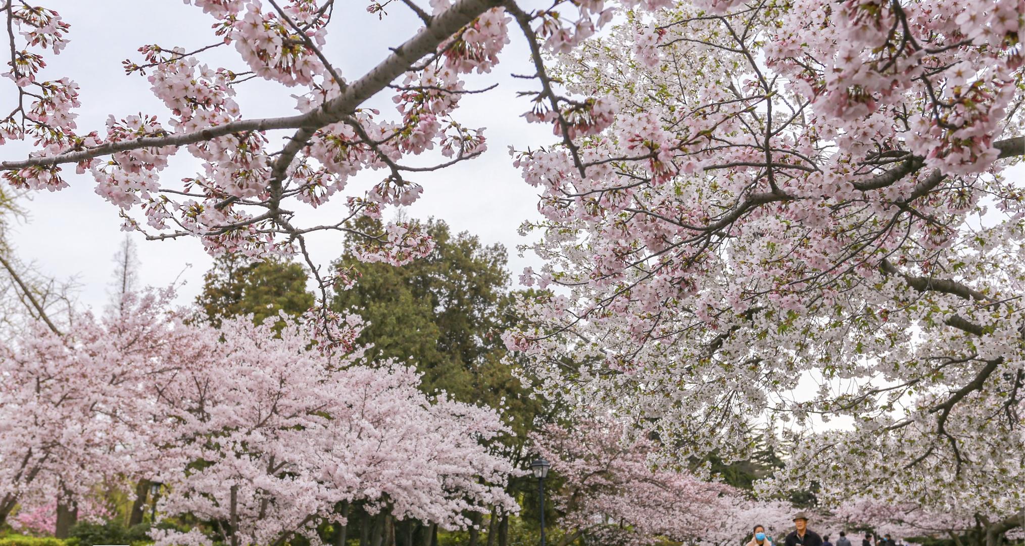 4K高清青岛中山公园盛开的樱花延时视频的预览图