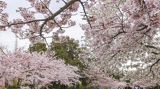 4K高清青岛中山公园盛开的樱花延时视频的预览图