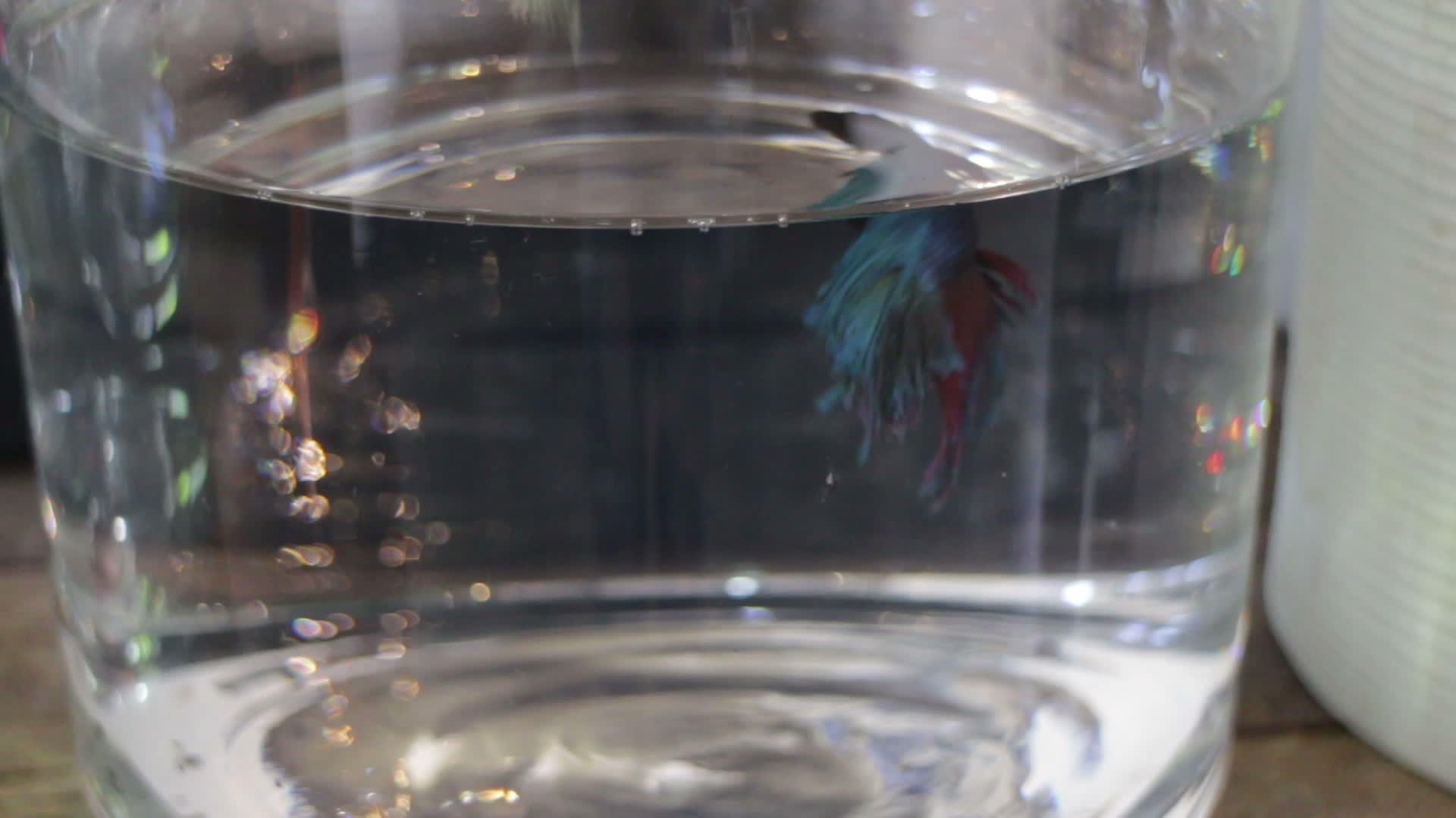 沙米鱼在清水中与鱼搏斗视频的预览图