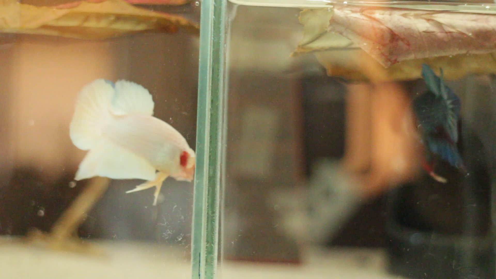 小比亚在鱼缸里打架的鱼在池塘里锻炼视频的预览图
