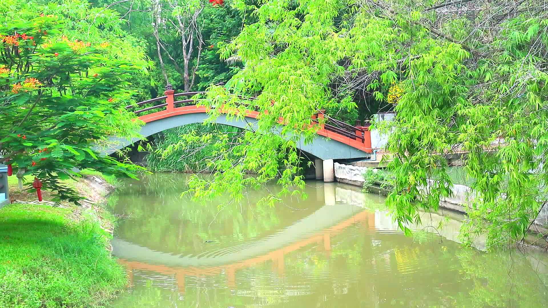 公园湖上的湖和水上的竹枝上的反射桥1视频的预览图