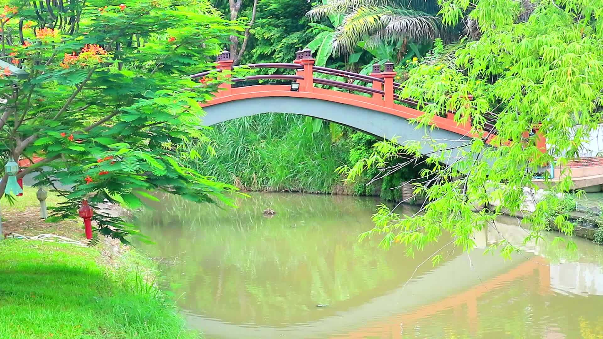 湖面反射桥1在公园湖面和竹枝上的水面上视频的预览图