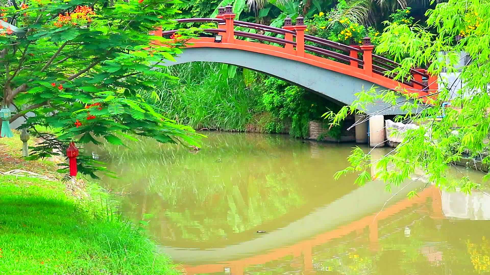 公园湖面和竹枝上的湖面反射桥视频的预览图