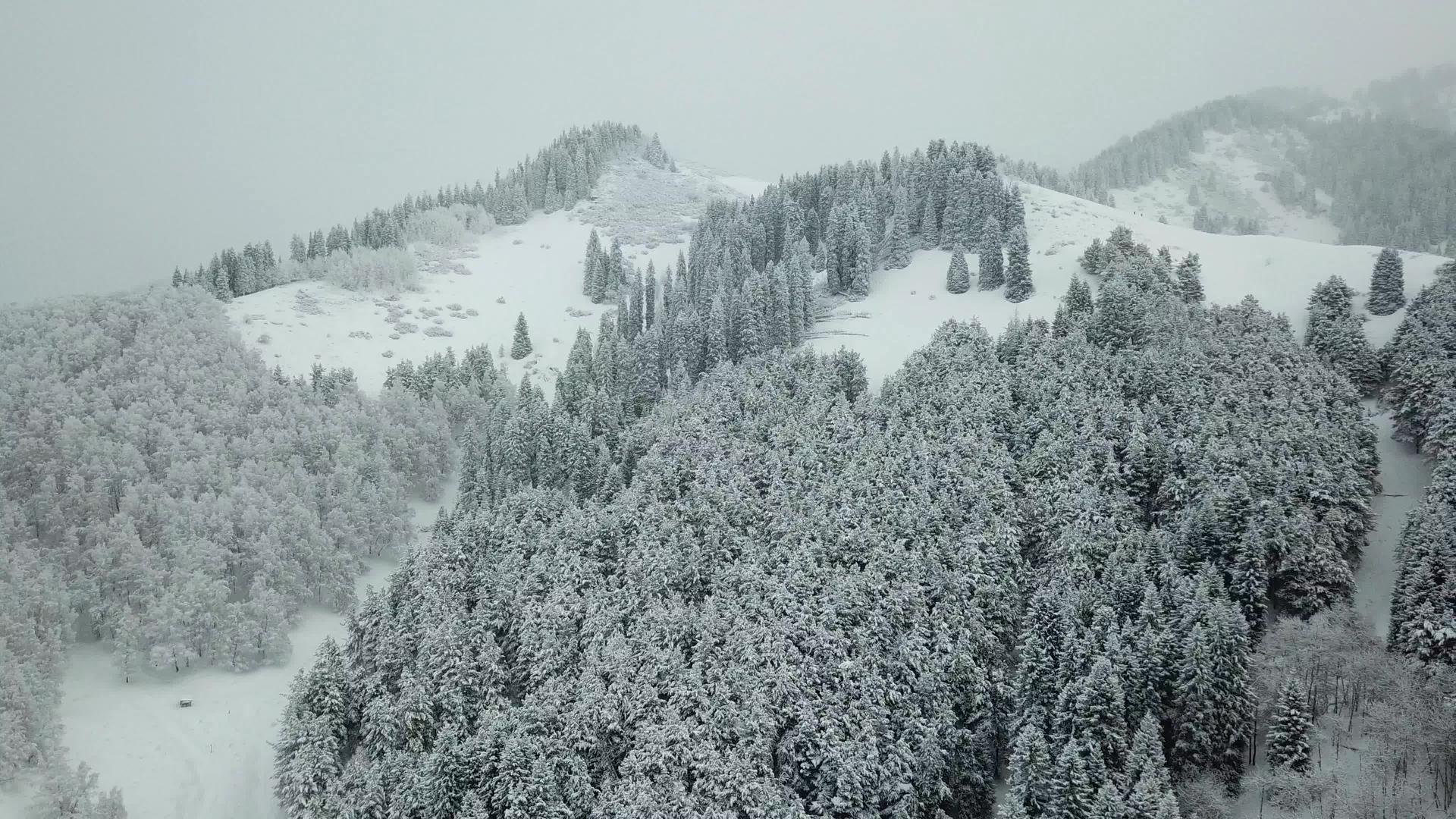 冬天的森林被新鲜的雪覆盖着视频的预览图