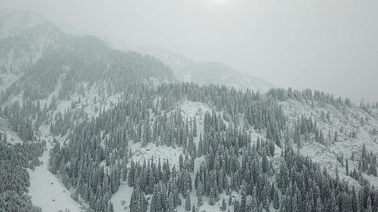 冬天的森林被新鲜的雪覆盖着视频的预览图