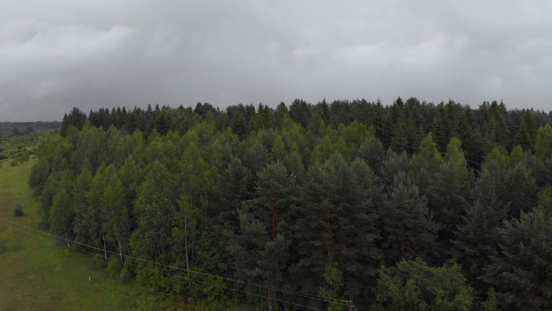 暗雨雨林和电线空气法视频的预览图