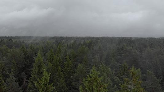 在黑暗的雨中森林在树顶上的云中飞行视频的预览图