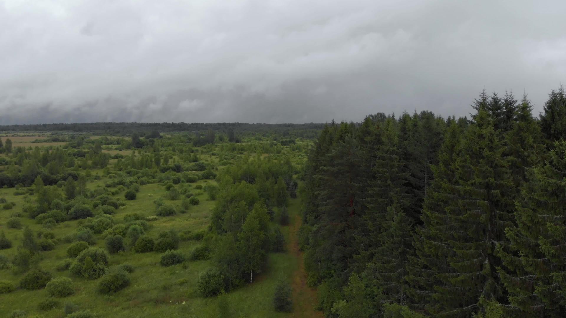低云飘过阴暗的雨林视频的预览图