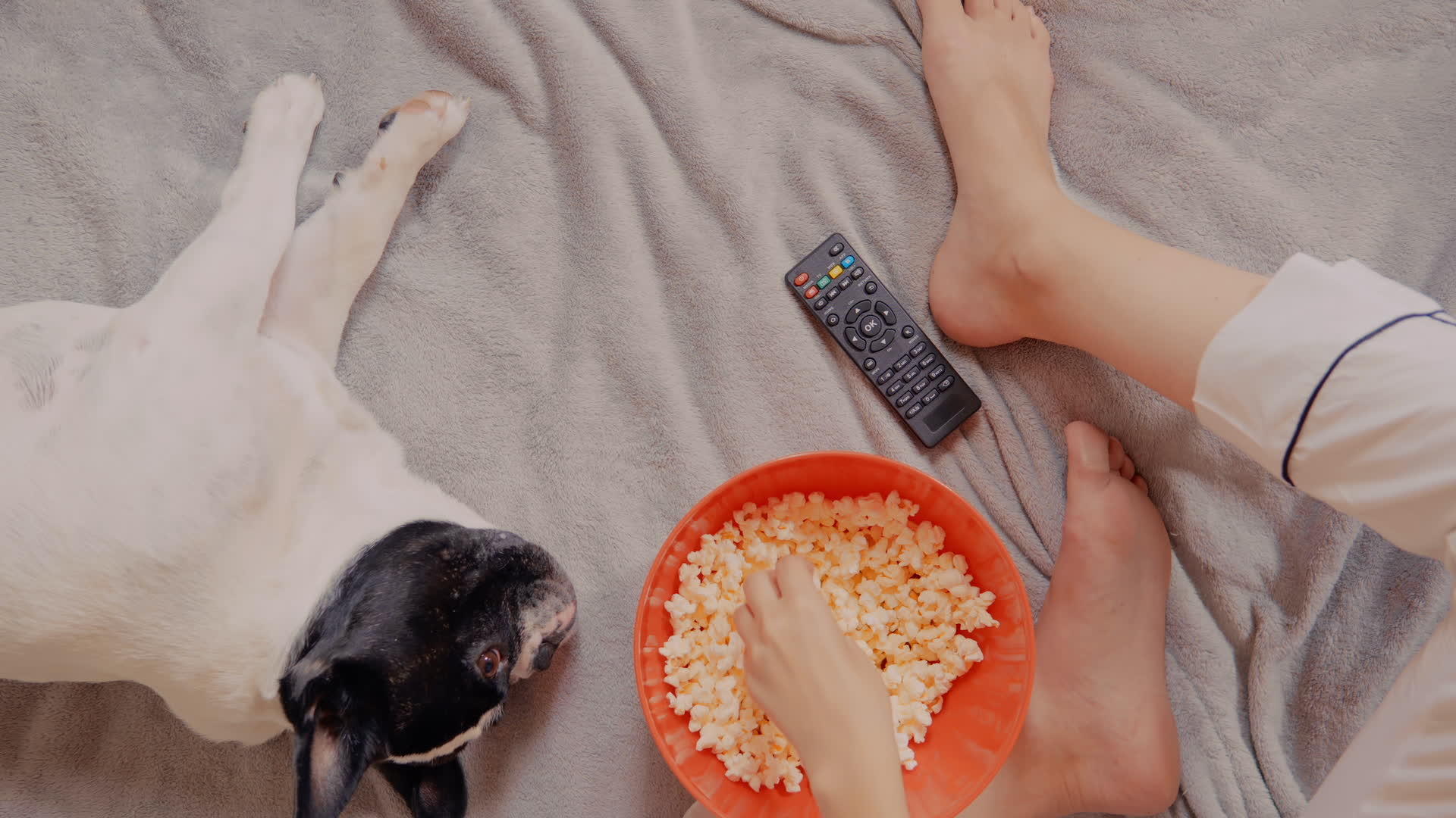在睡狗附近看电视的顶级女性观众视频的预览图