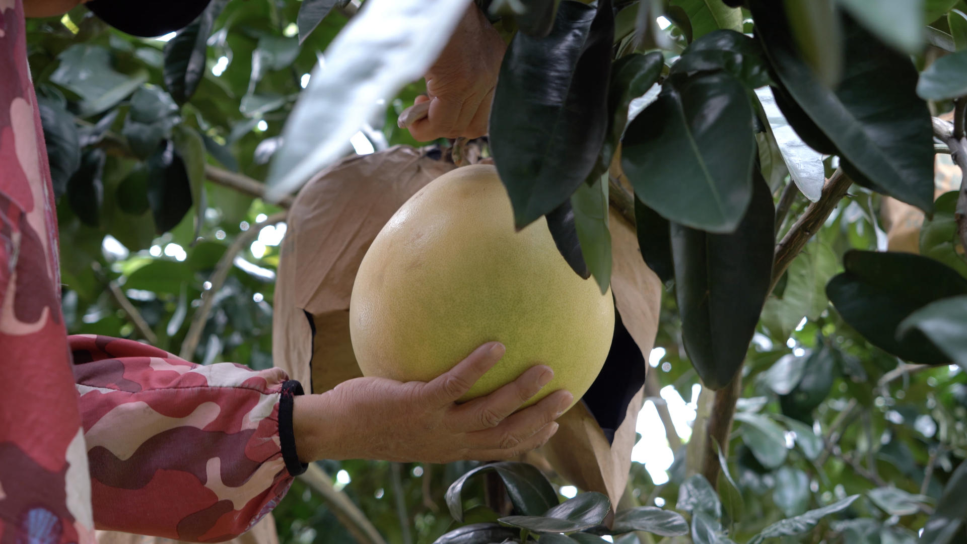 在果园里采摘柚子打理果园的果农视频的预览图