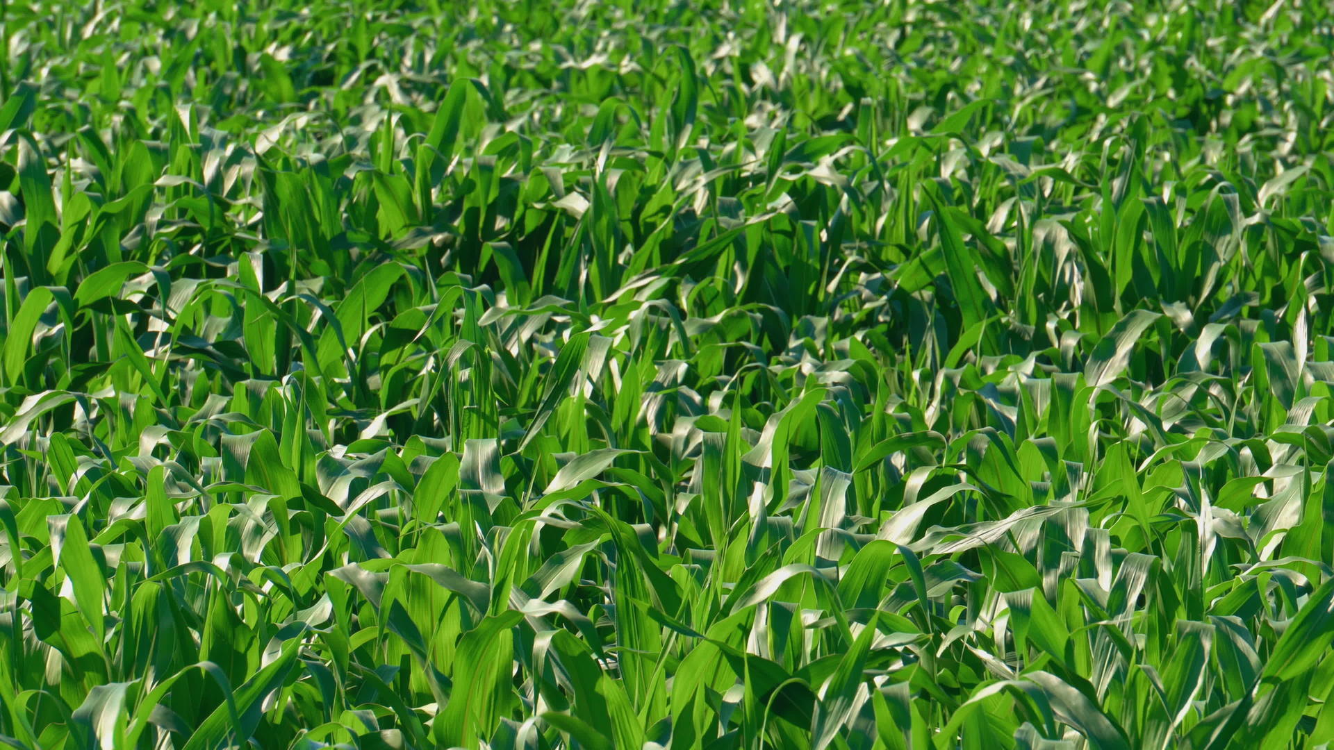 看看上面的绿色玉米植物视频的预览图