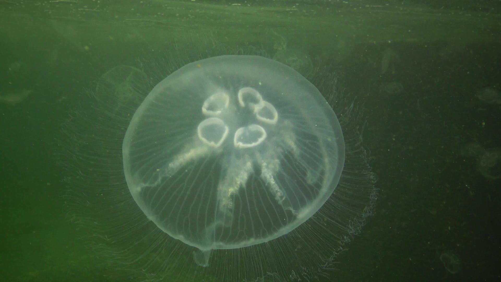 5个水母尾目动物月球果冻水母普通水母或软果冻水母视频的预览图