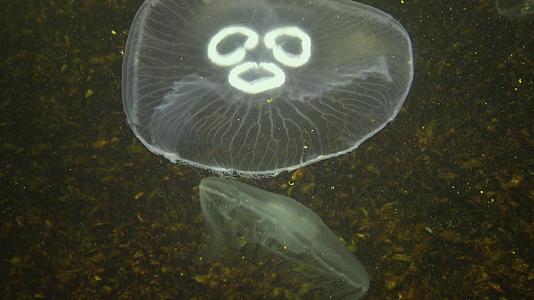 3个水母尾目动物月球果冻水母普通水母或软果冻水母视频的预览图