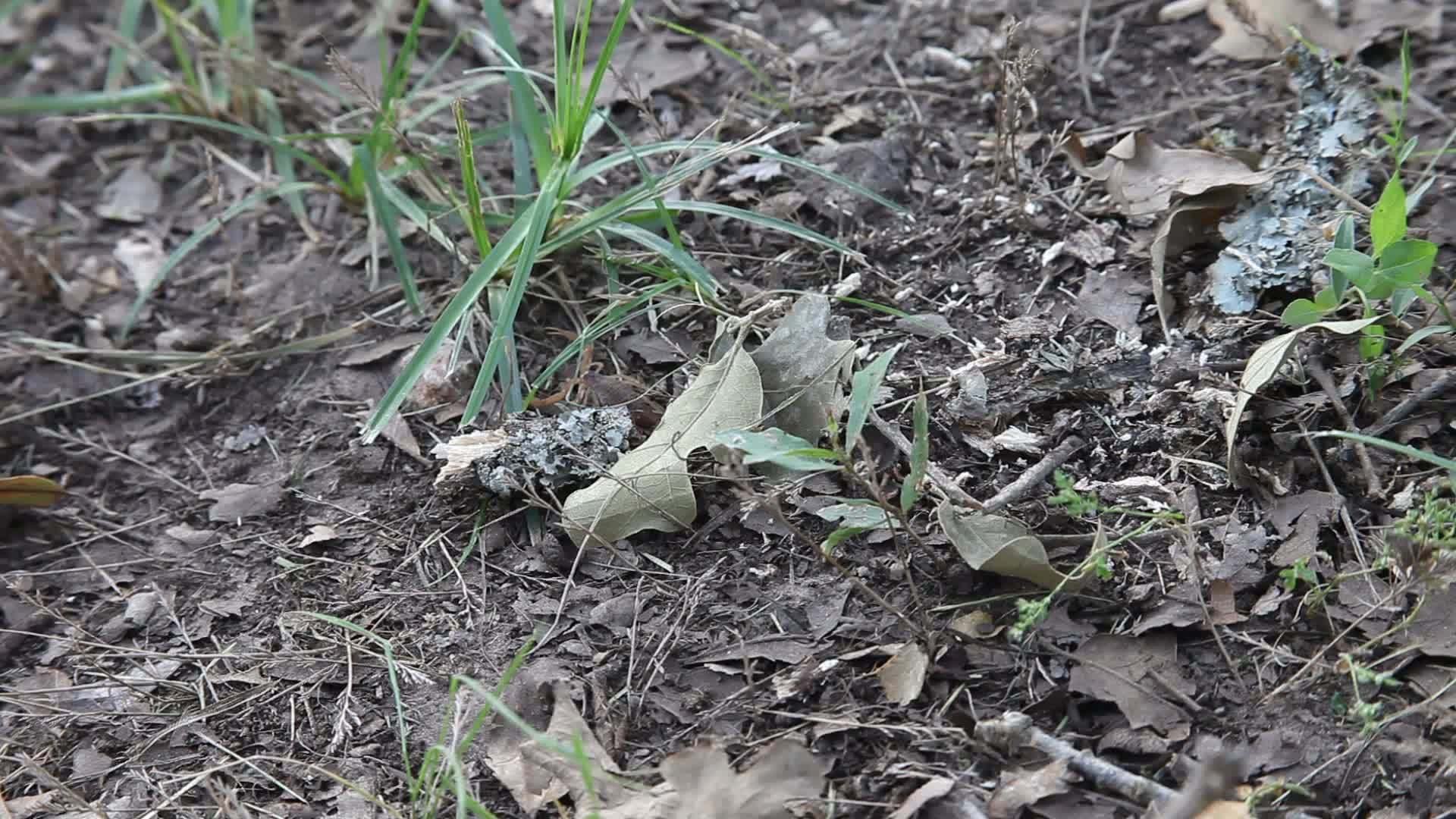 白皮蝎子爬在地上视频的预览图