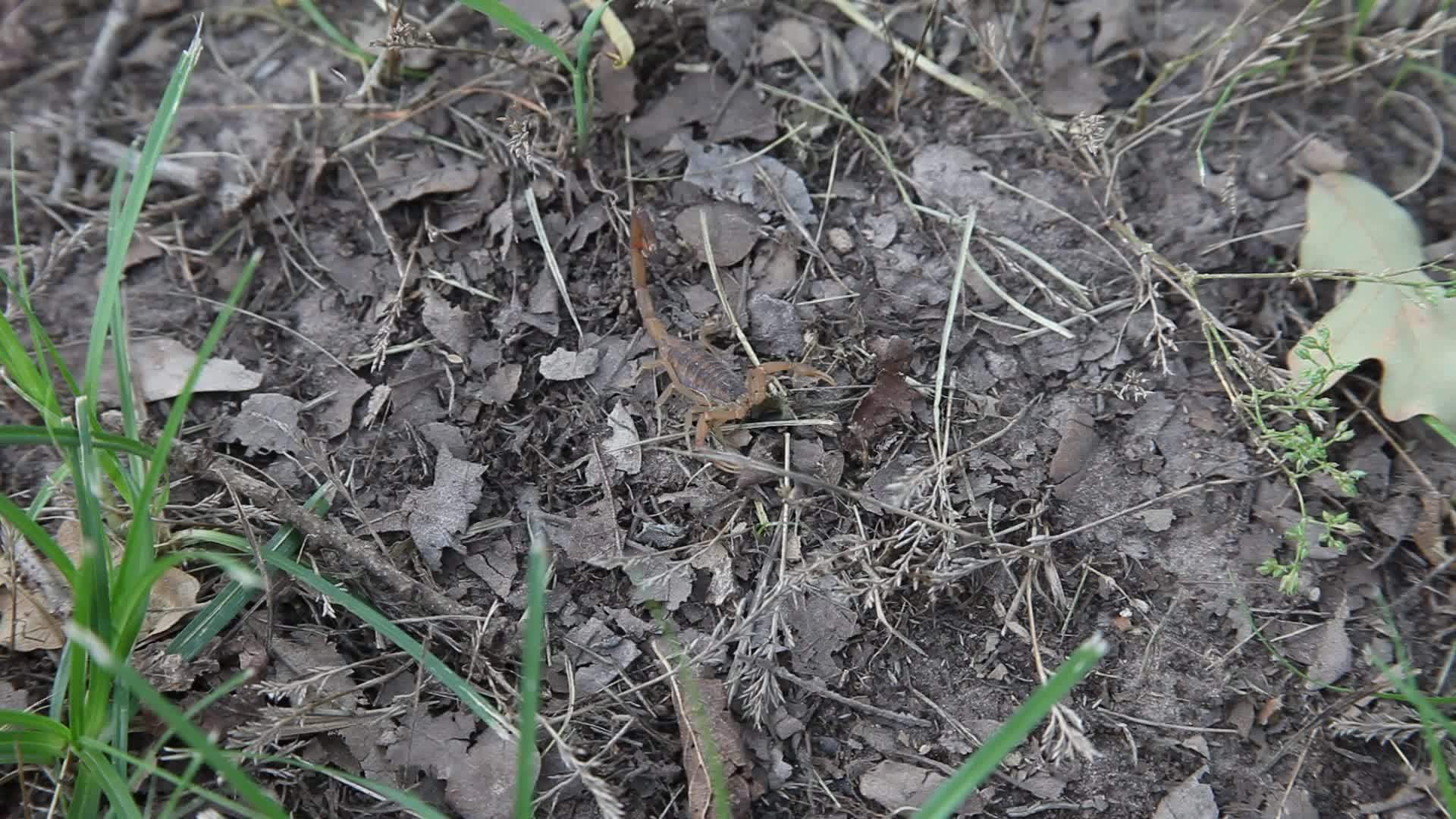 地面上有条纹斑点的蝎子视频的预览图