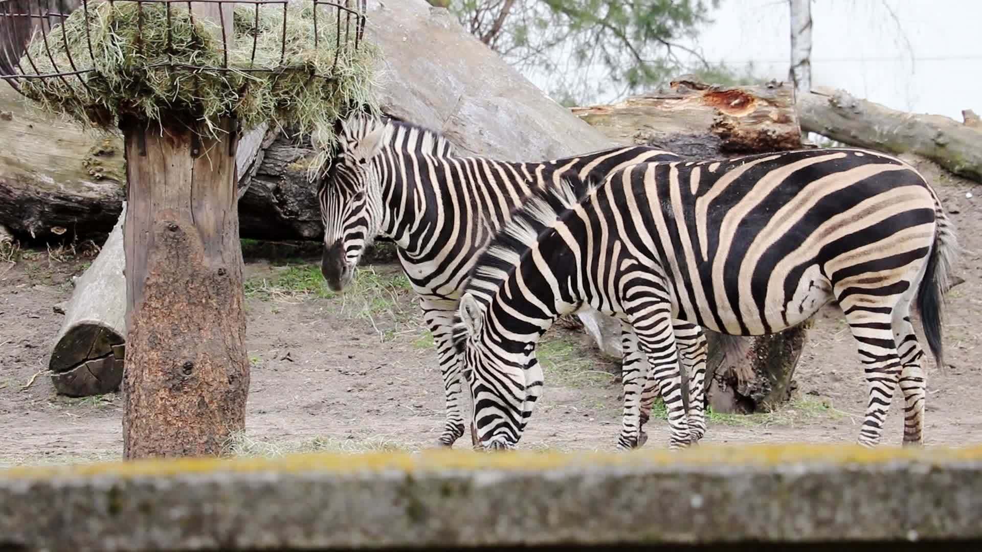 两只美丽的斑马在风中吃干草视频的预览图