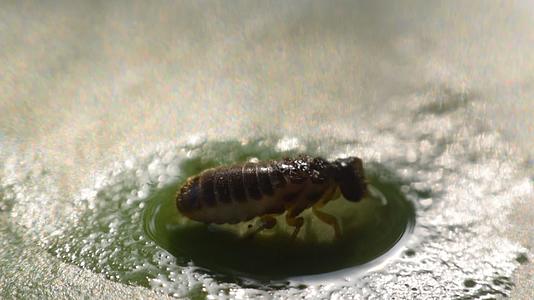 水中的甲状腺昆虫视频的预览图