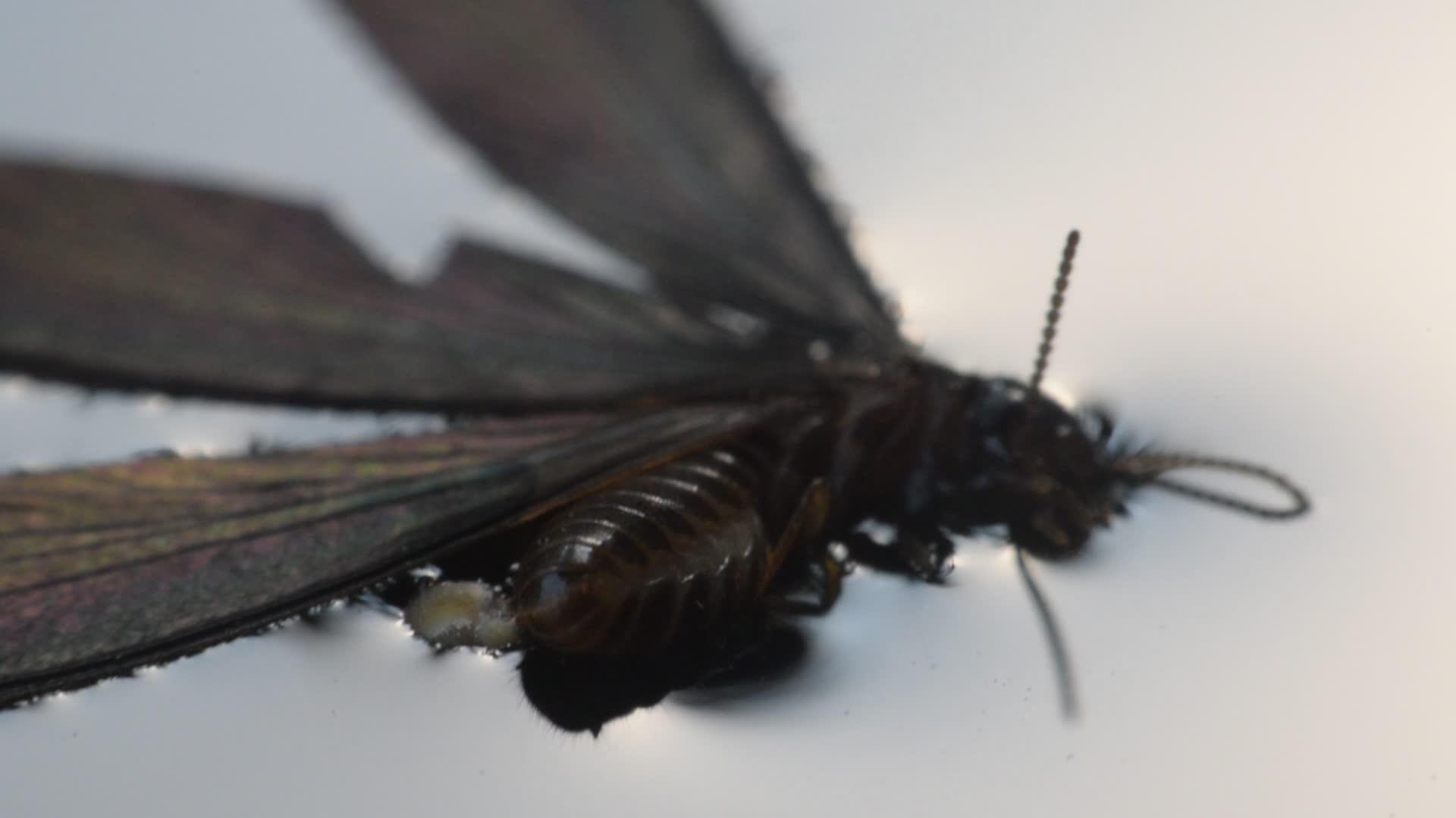 水中的甲状腺昆虫视频的预览图