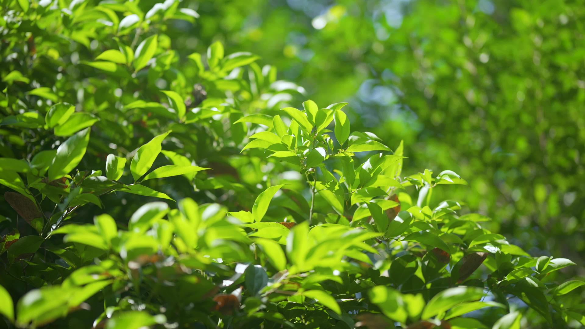 春暖花开4k绿植空镜头视频的预览图