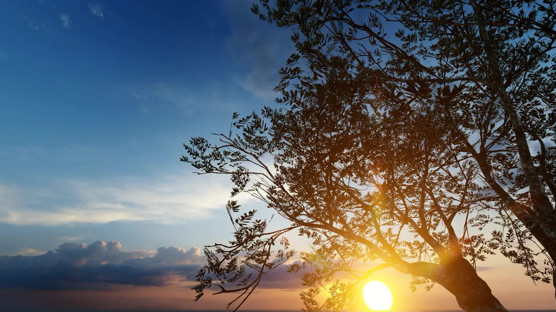 树枝背景中的日落美丽视频的预览图
