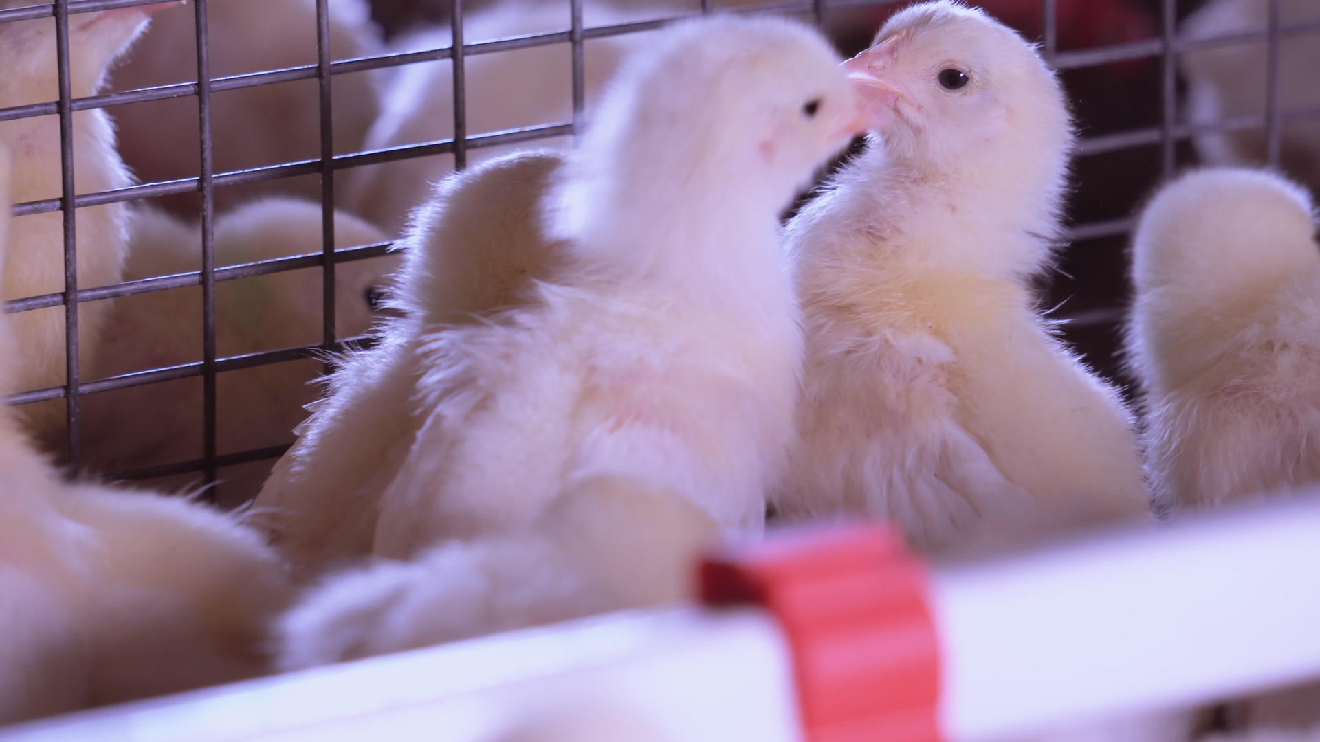 笼子里有许多小鸡视频的预览图