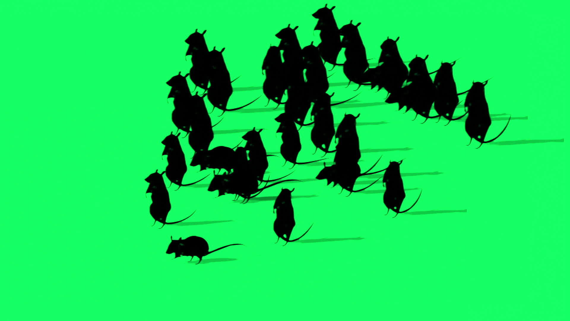 绿屏上的大鼠环影动画视频的预览图
