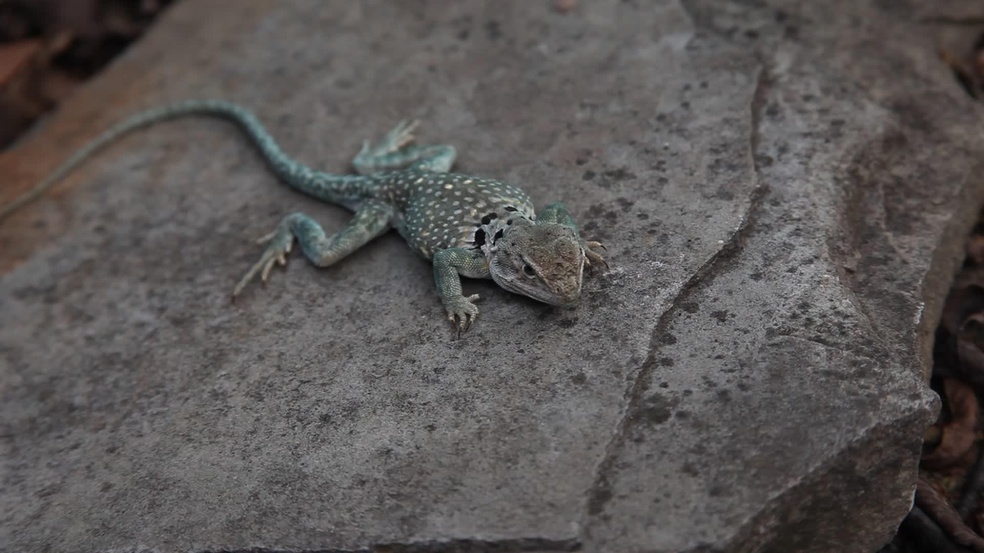 领颈蜥蜴在岩石上视频的预览图