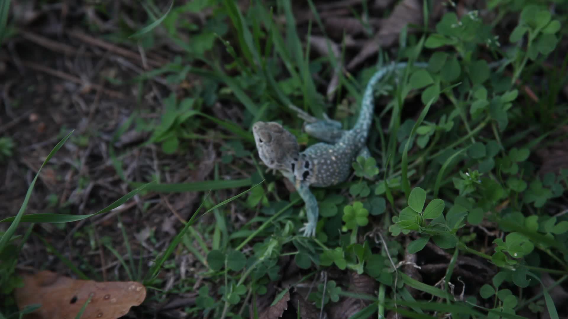 草地上有项圈的蜥蜴视频的预览图