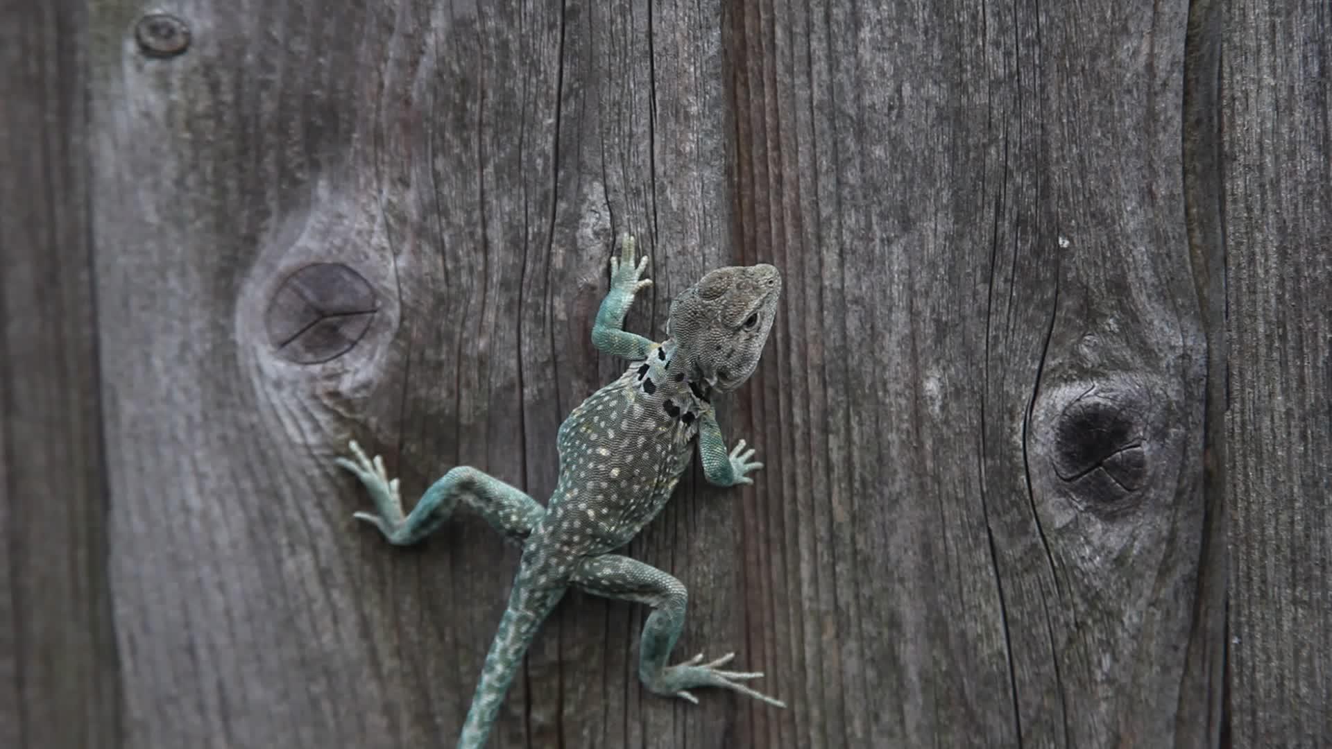 围栏上环颈蜥蜴视频的预览图