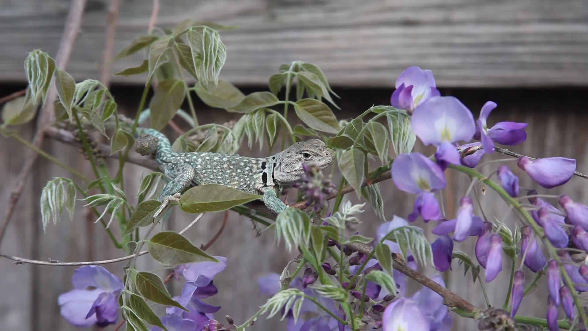 在维西亚的花朵上有一个项圈的蜥蜴视频的预览图