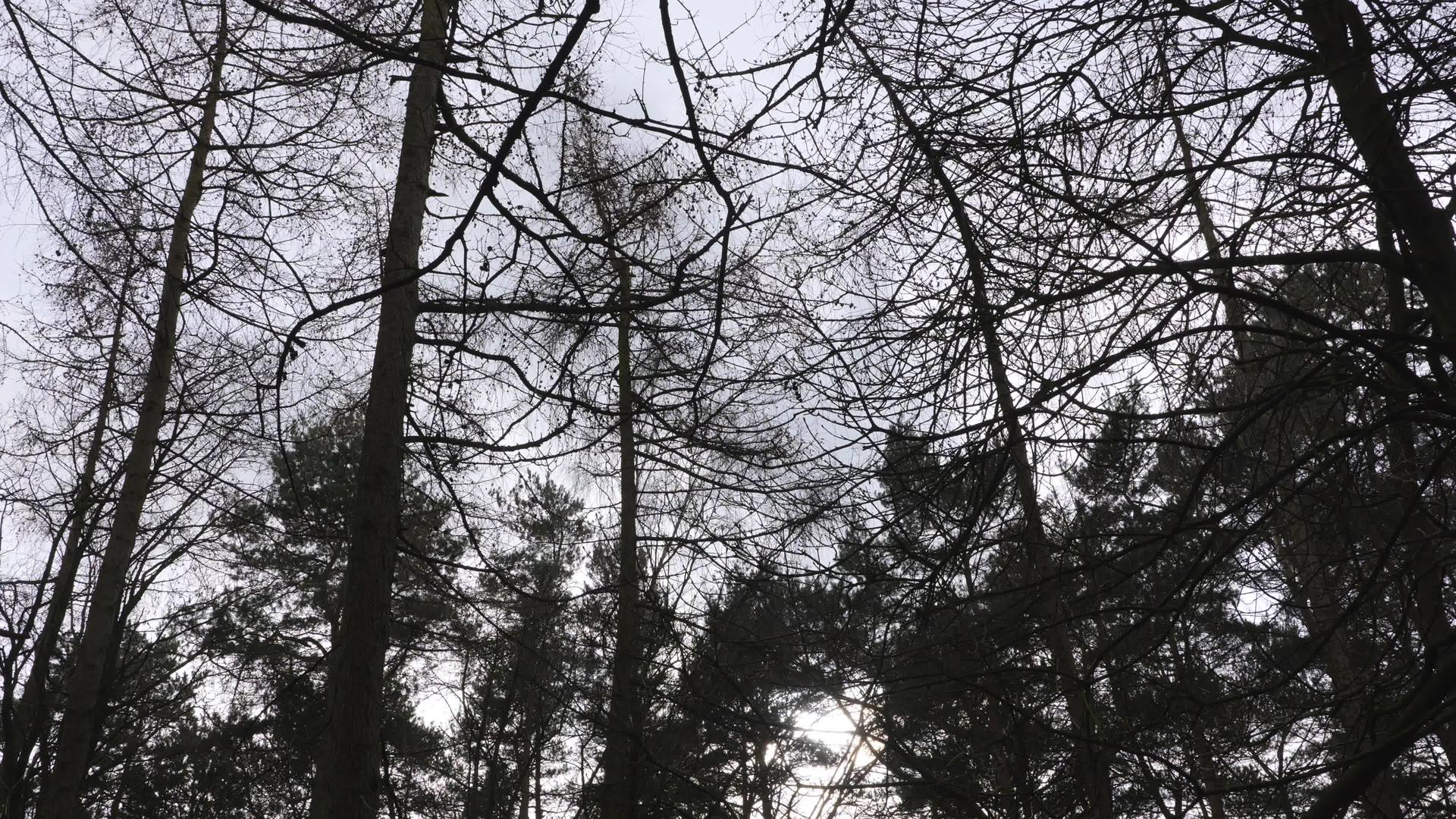 吹风吹树视频的预览图