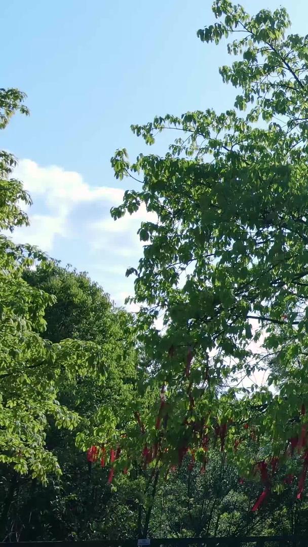 实拍美丽的阳光照射到大树古树上视频的预览图