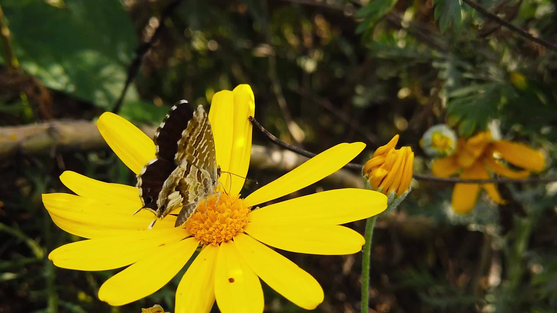 雌鹿短尾尾蓝蝴蝶在金灌木菊花4慢动作视频的预览图