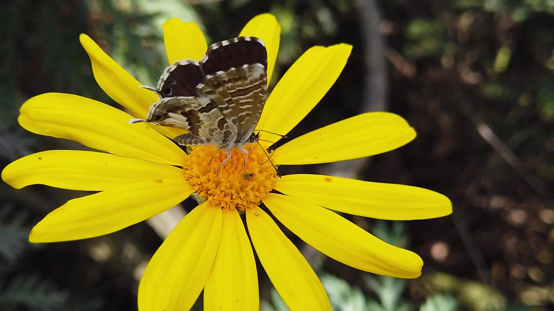 雌鹿短尾巴蓝蝴蝶在金色灌木菊花上慢了9个动作视频的预览图