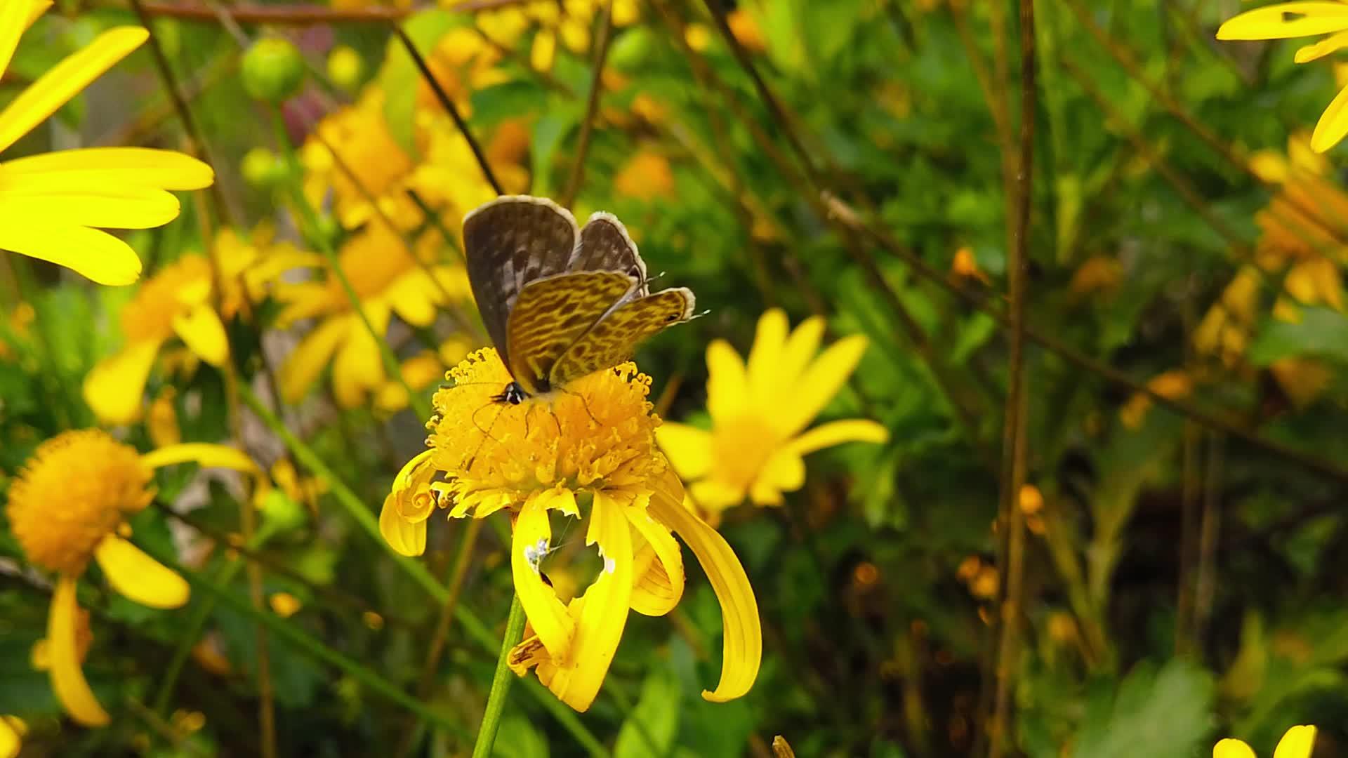 黄金灌木头11动作朗语短尾尾蓝蝴蝶视频的预览图