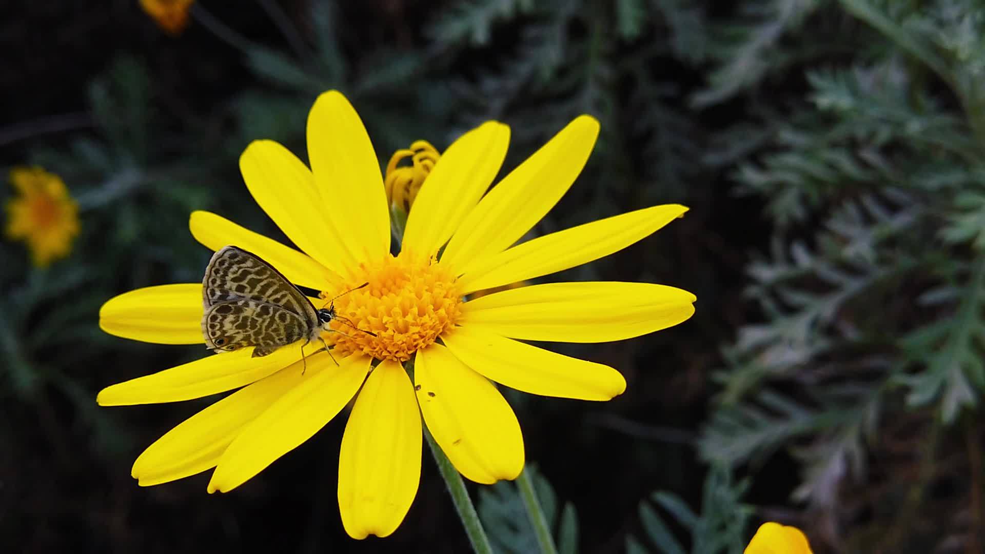 朗语短尾尾尾蓝蝴蝶在金灌木菊花31慢动作视频的预览图