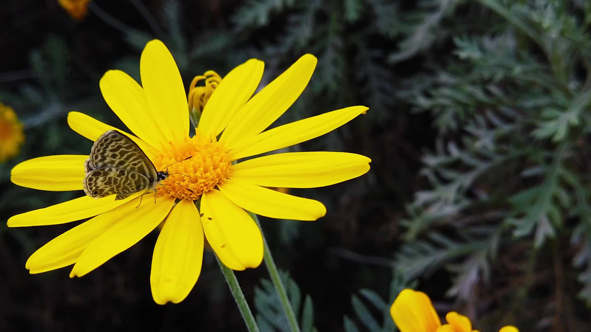 朗语短尾尾尾蓝蝴蝶在金灌木菊花33慢动作视频的预览图