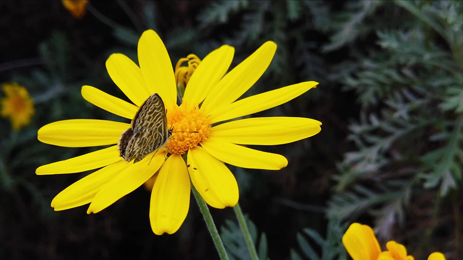朗语短尾尾尾蓝蝴蝶在金灌木菊花34慢动作视频的预览图