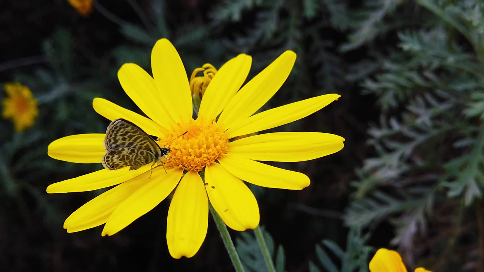 朗语短尾尾尾蓝蝴蝶在金灌木菊花32慢动作视频的预览图