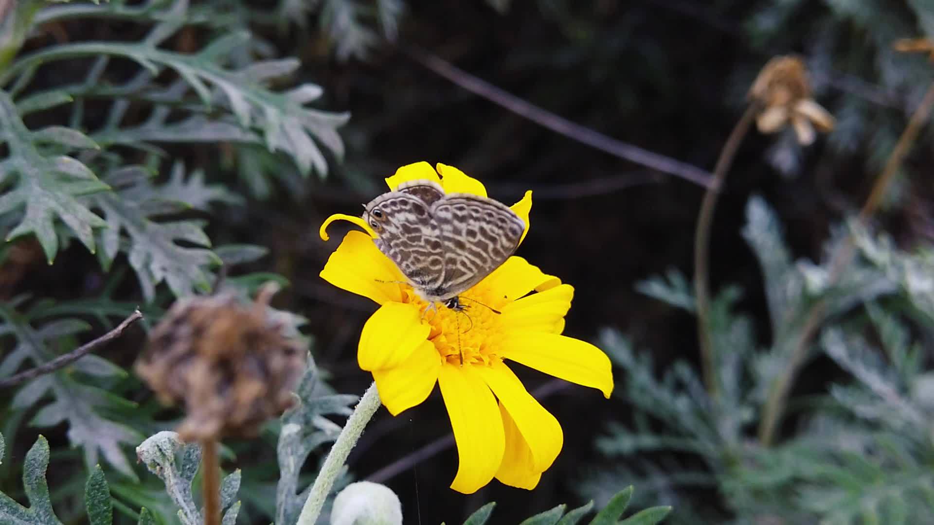 朗语短尾尾尾蓝蝴蝶在金灌木菊花21慢动作视频的预览图
