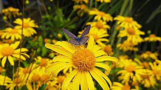 朗语短尾蓝蝴蝶在金灌木菊花1慢动作视频的预览图