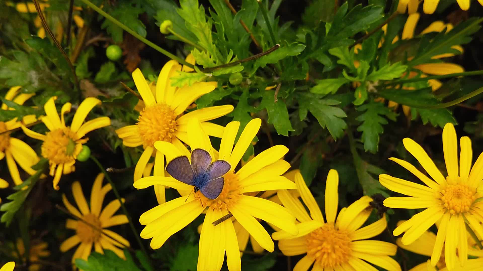 朗语短尾蓝蝴蝶在金灌木菊花08慢动作视频的预览图